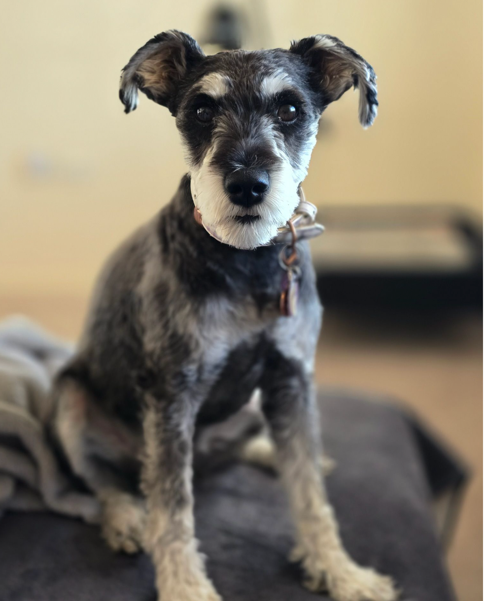 Personalised Dog Photo Keychain – Custom Made Just for Your Pet