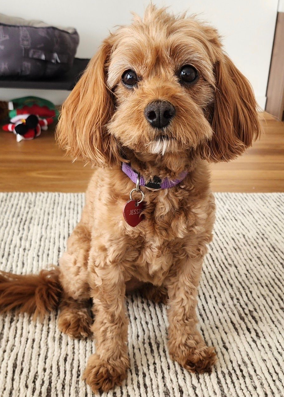 Personalised Dog Photo Keychain – Custom Made Just for Your Pet